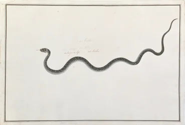 Oolur Tedong, da Disegni di animali, insetti e rettili di Malacca, c.1805-18